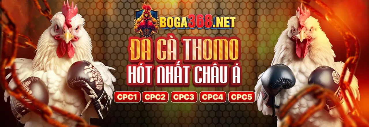 Trường gà 8us với khán đài sôi động và chú gà chọi khỏe khoắn